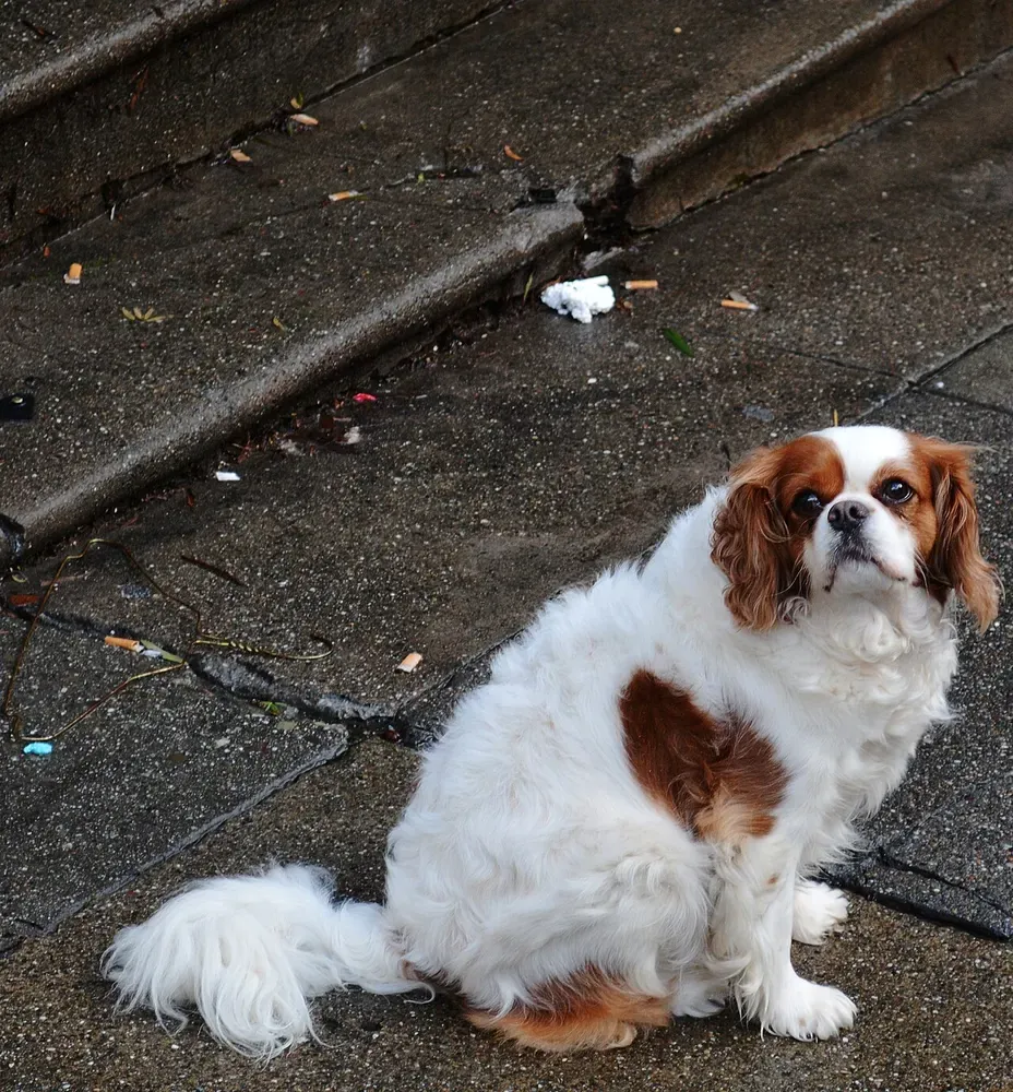 King Charles spaniel: foto 1