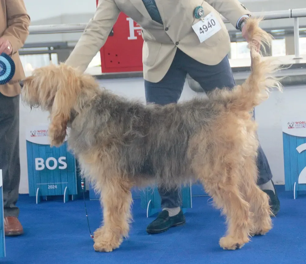 Otterhound: foto 1