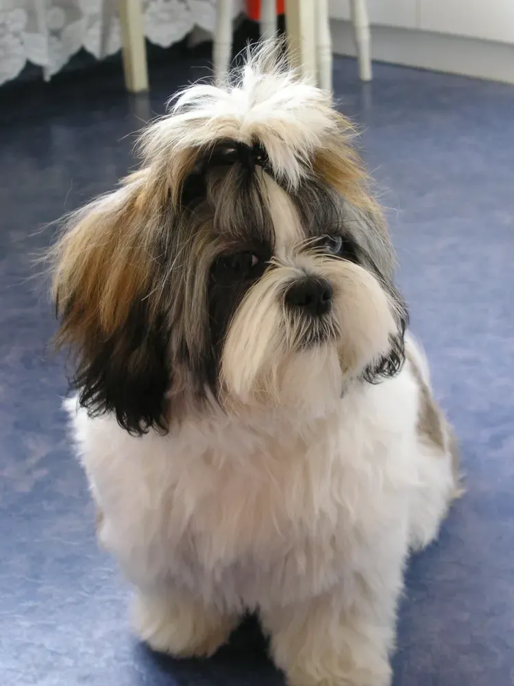 Shih tzu: foto 1