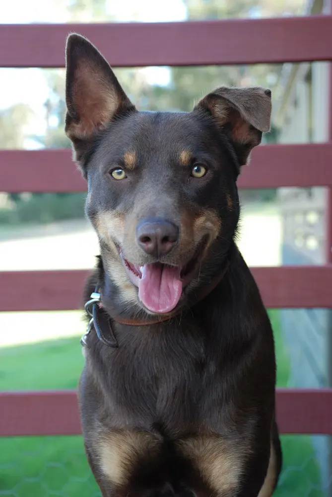Kelpie australiano: foto 1