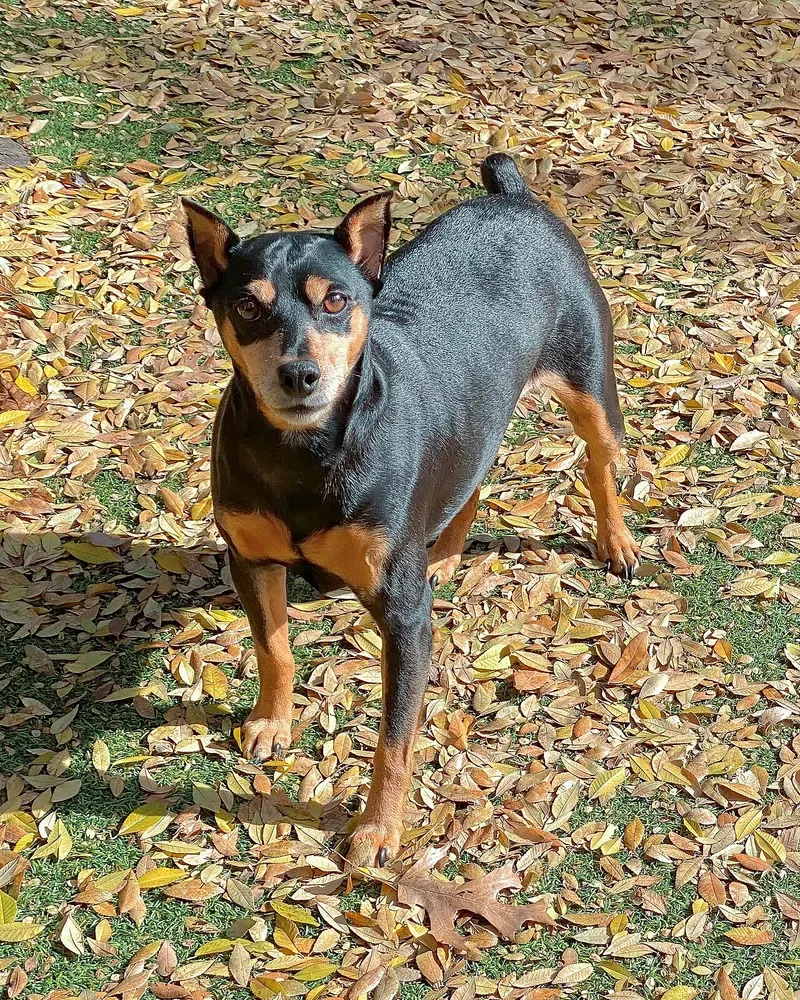 Pinscher miniatura: foto 1