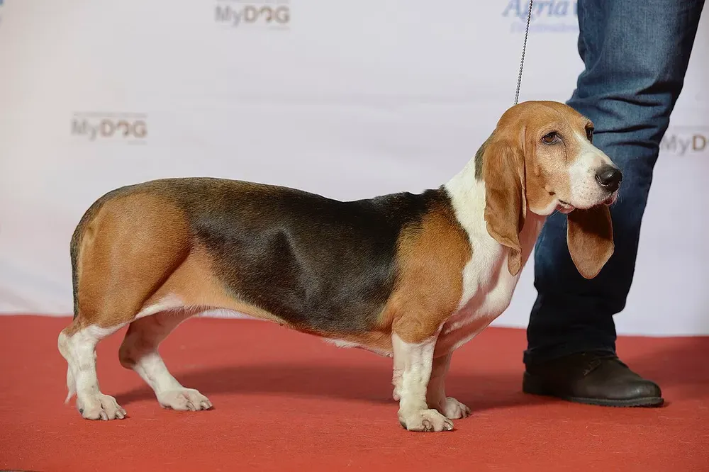 Basset artesiano de Normandía: foto 1