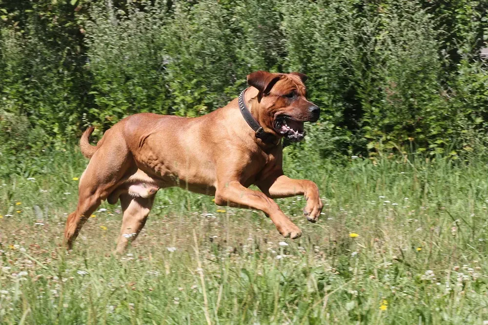 Tosa inu: foto 1