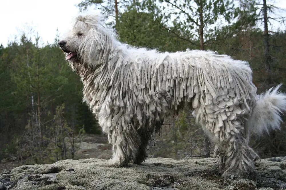 Komondor: foto 1