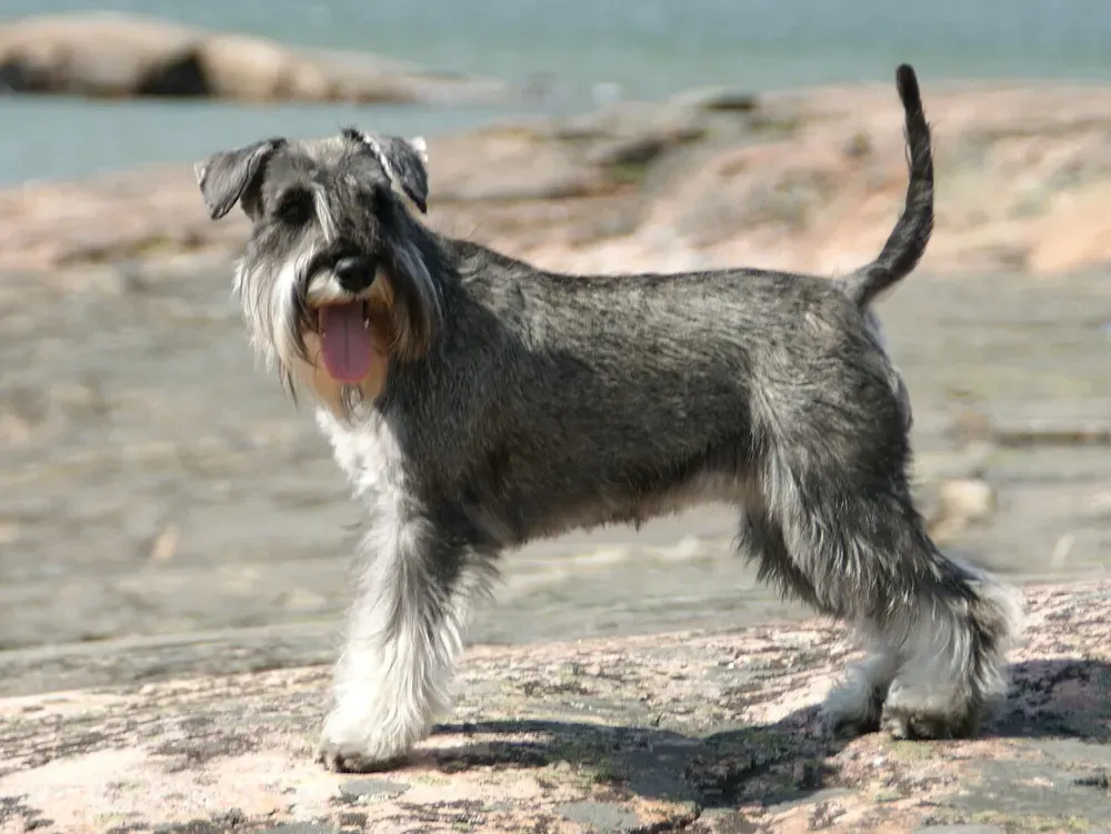 Schnauzer miniatura: foto 1