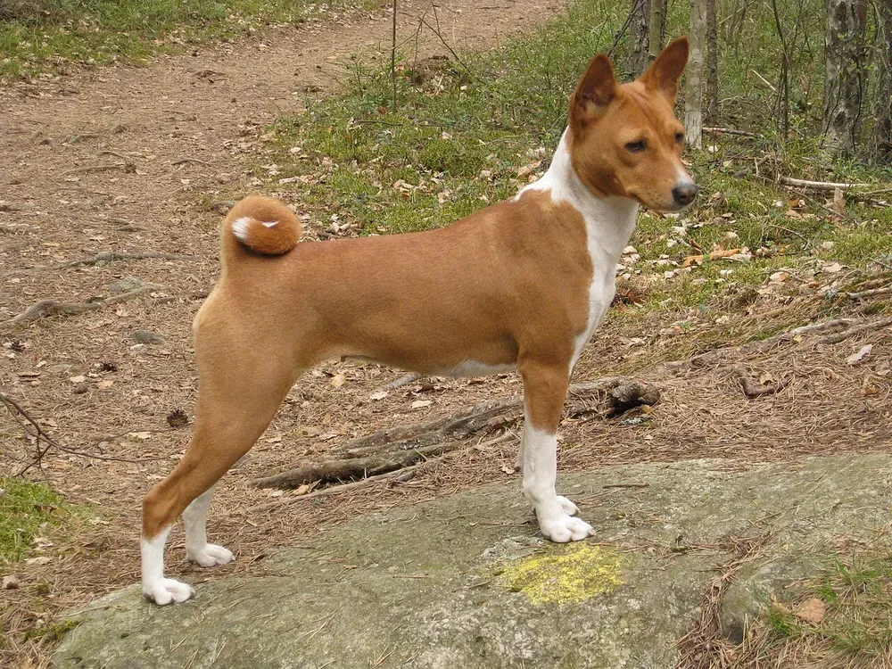 Basenji: foto 1