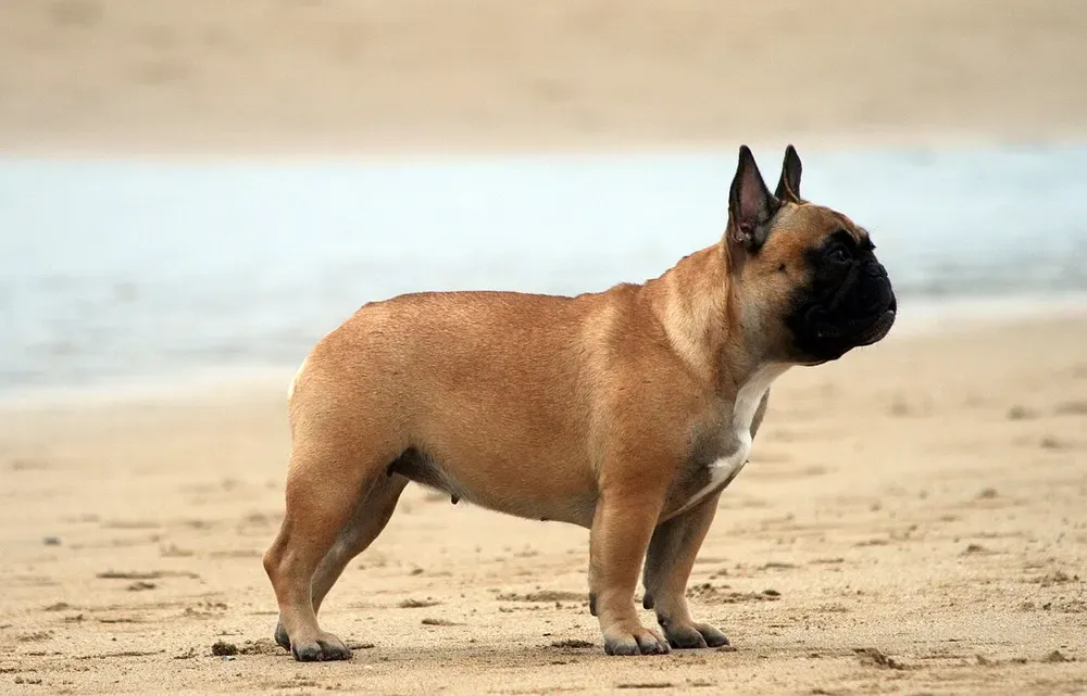 Bulldog francés: foto 1