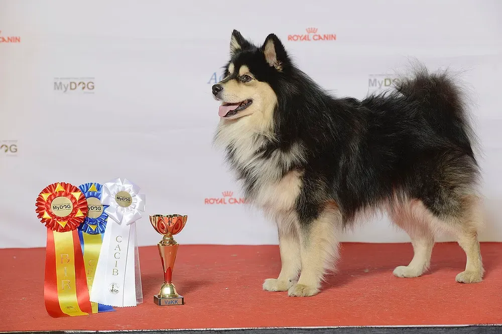 Lapphund finlandés: foto 1