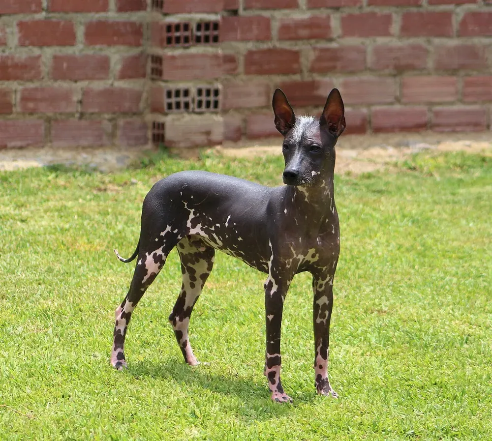 Perro sin pelo del Perú: foto 1