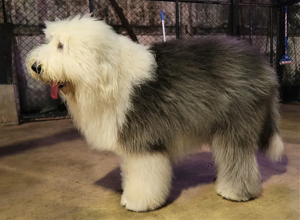 Bobtail (antiguo pastor inglés): foto 1