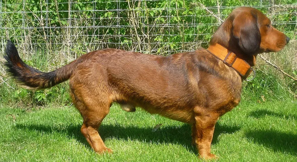 Basset de los Alpes: foto 1