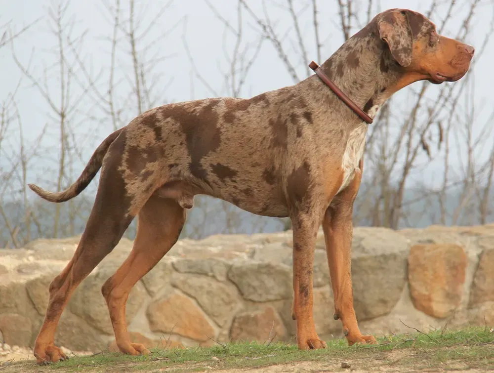 Catahoula Leopard Dog: foto 1