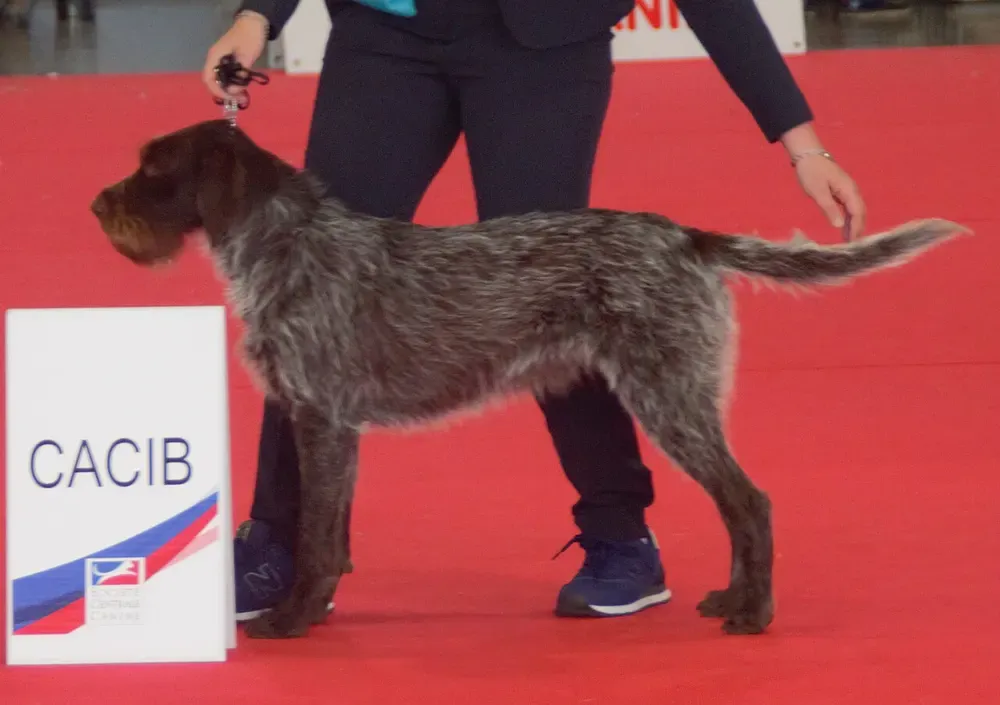 Grifón checo (Cesky fousek): foto 1