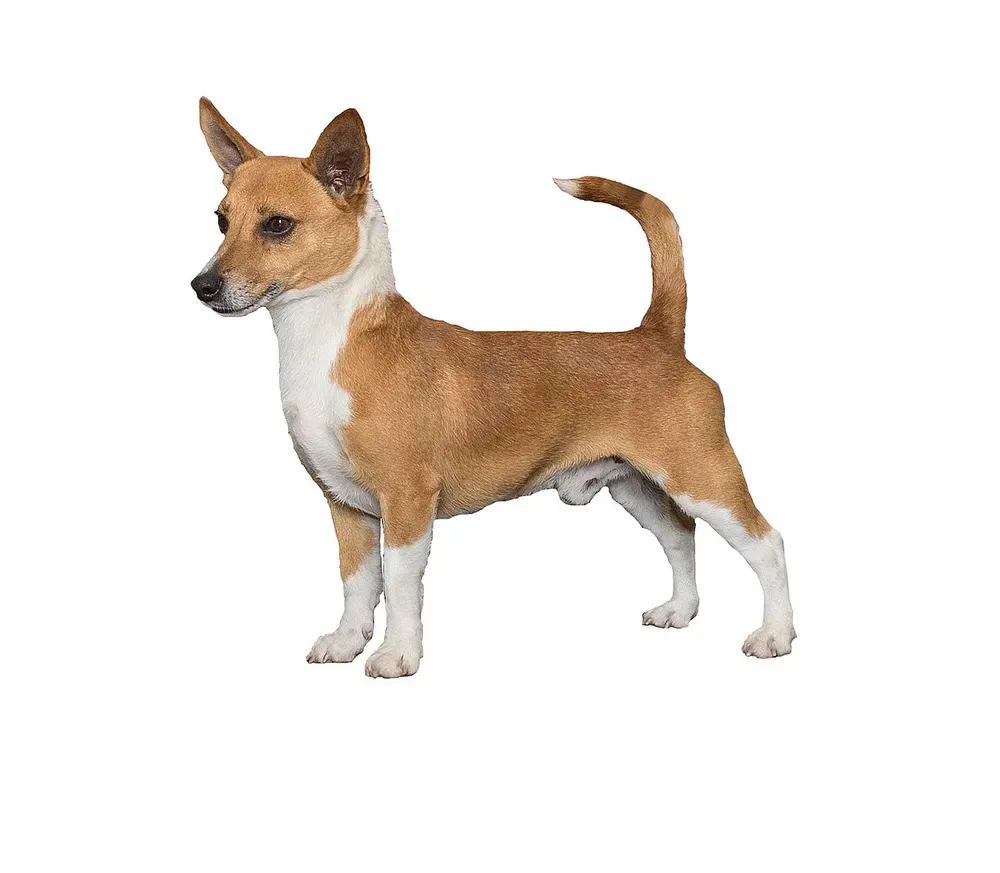 Podenco portugués: foto 1