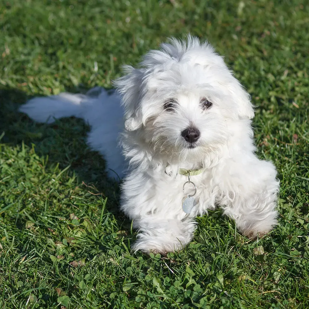 Coton de Tulear: foto 1