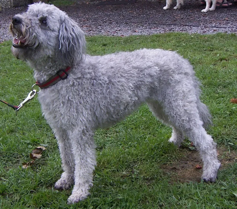 Pumi: foto 1