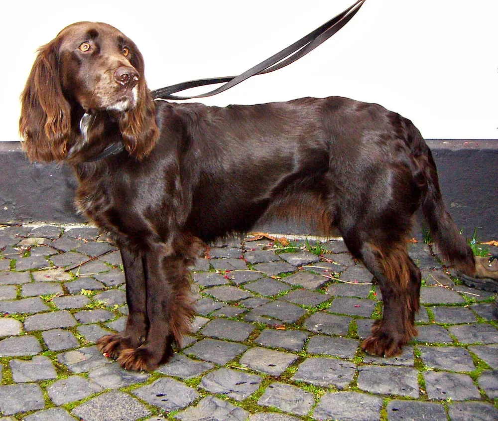 Perro de codornices alemán: foto 1