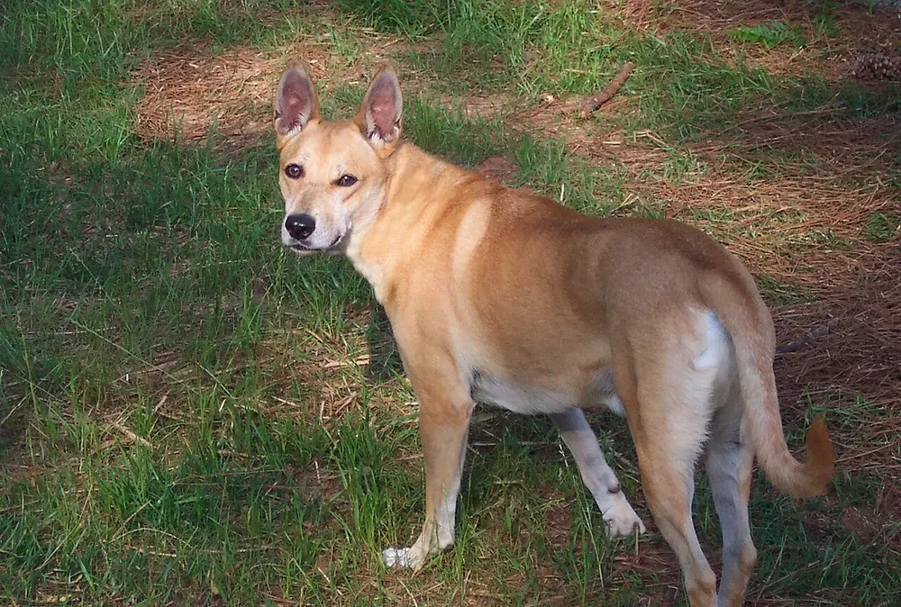 Carolina Dog: foto 1