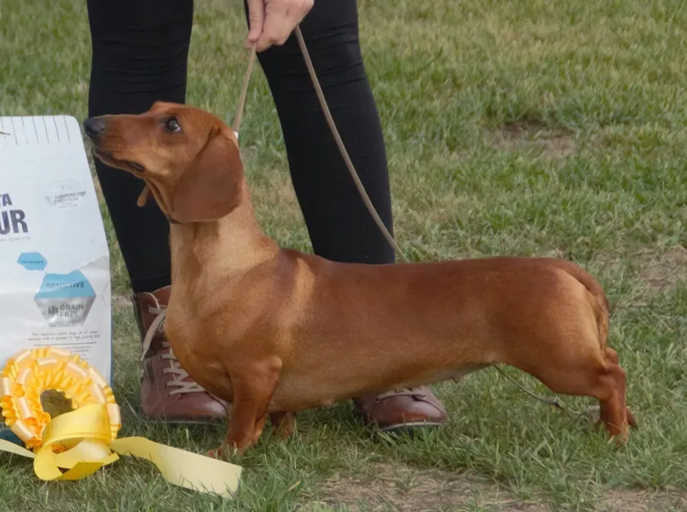 Teckel (perro salchicha): foto 1