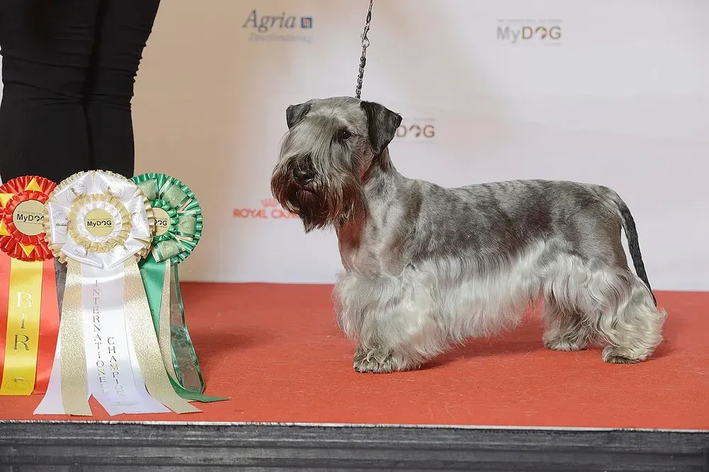 Terrier checo: foto 1