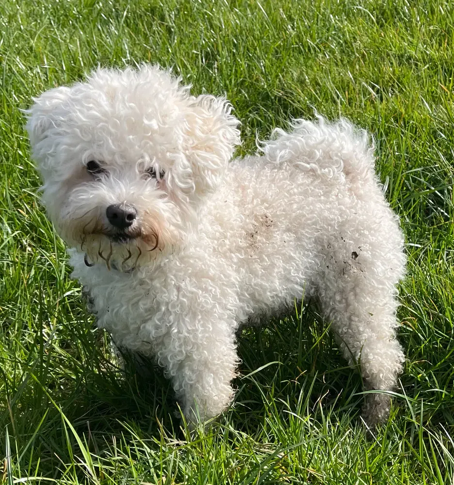 Bichón boloñés: foto 1