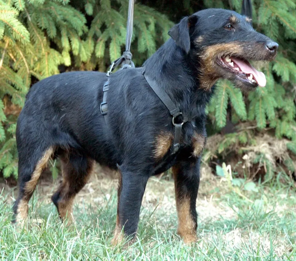 Terrier alemán de caza: foto 1