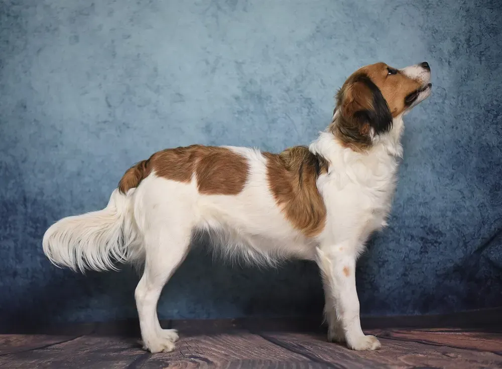 Kooikerhondje: foto 1