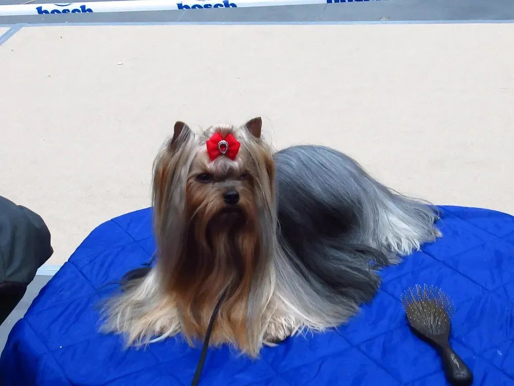 Yorkshire terrier: foto 1