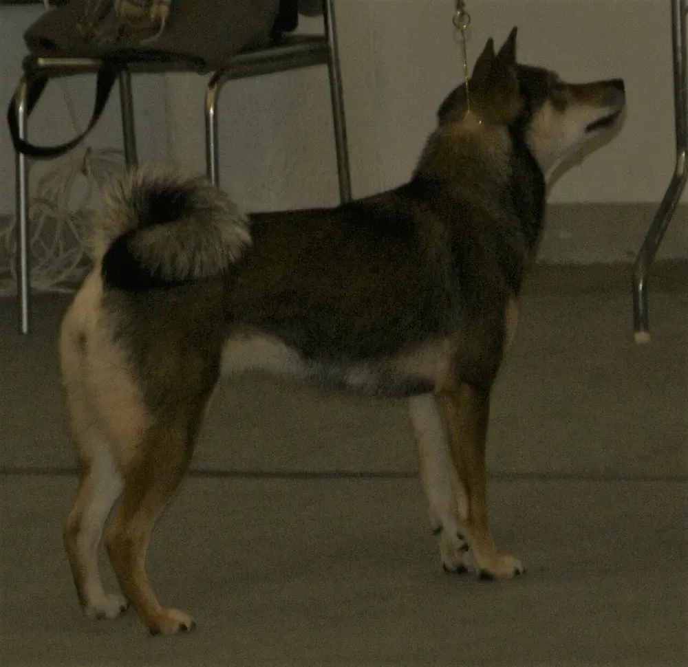 Shikoku: foto 1