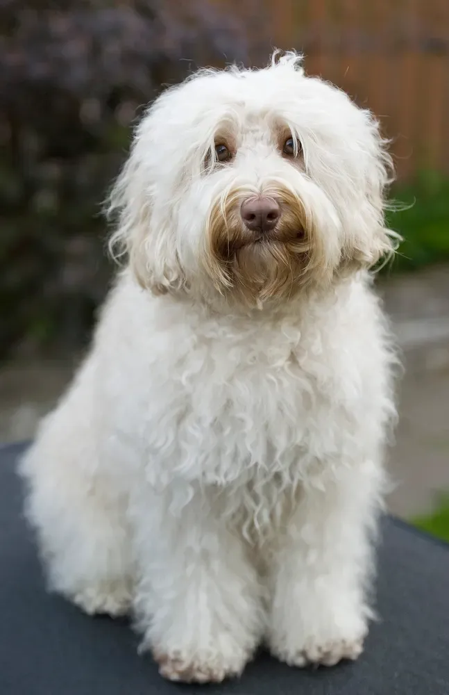 Australian Labradoodle: foto 1