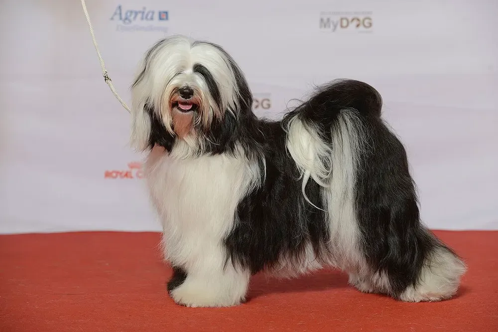 Terrier tibetano: foto 1