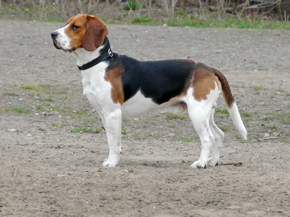 Beagle: foto 1