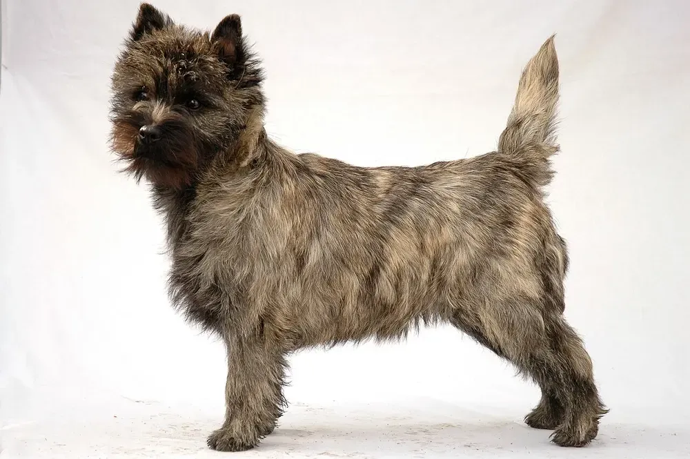 Cairn terrier: foto 1