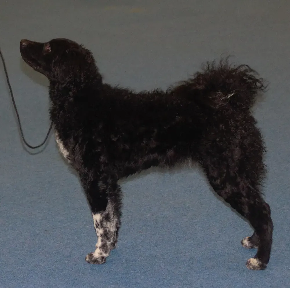 Wetterhoun (perro de agua frisón): foto 1