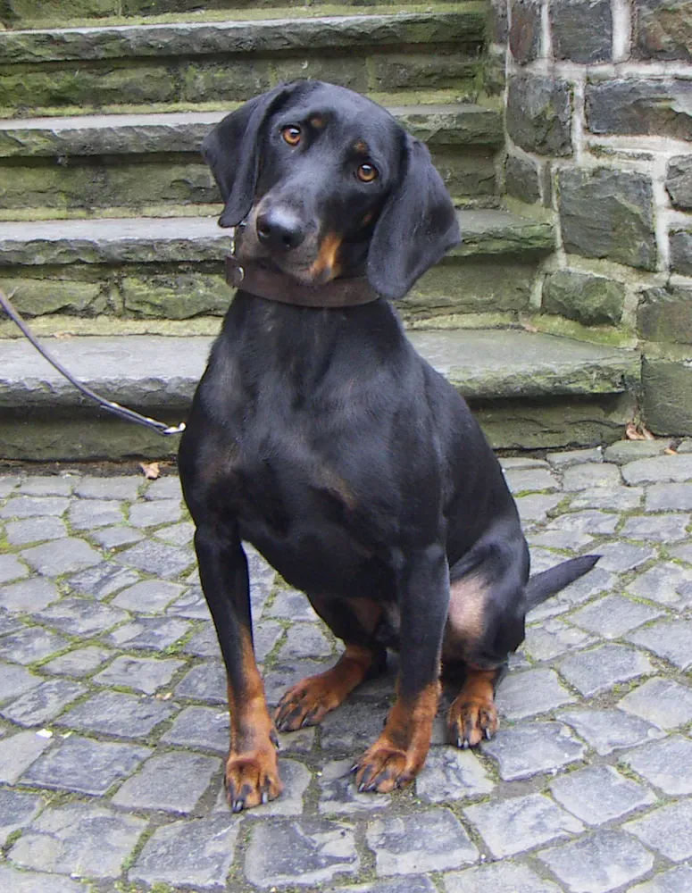 Sabueso austriaco negro y fuego: foto 1
