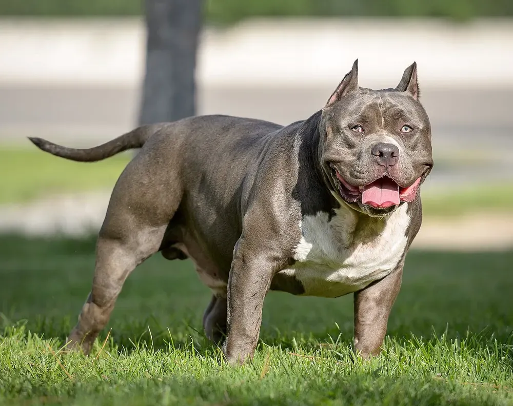 American bully: foto 1