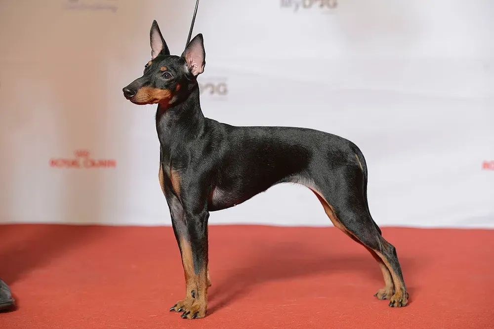 Toy terrier inglés: foto 1