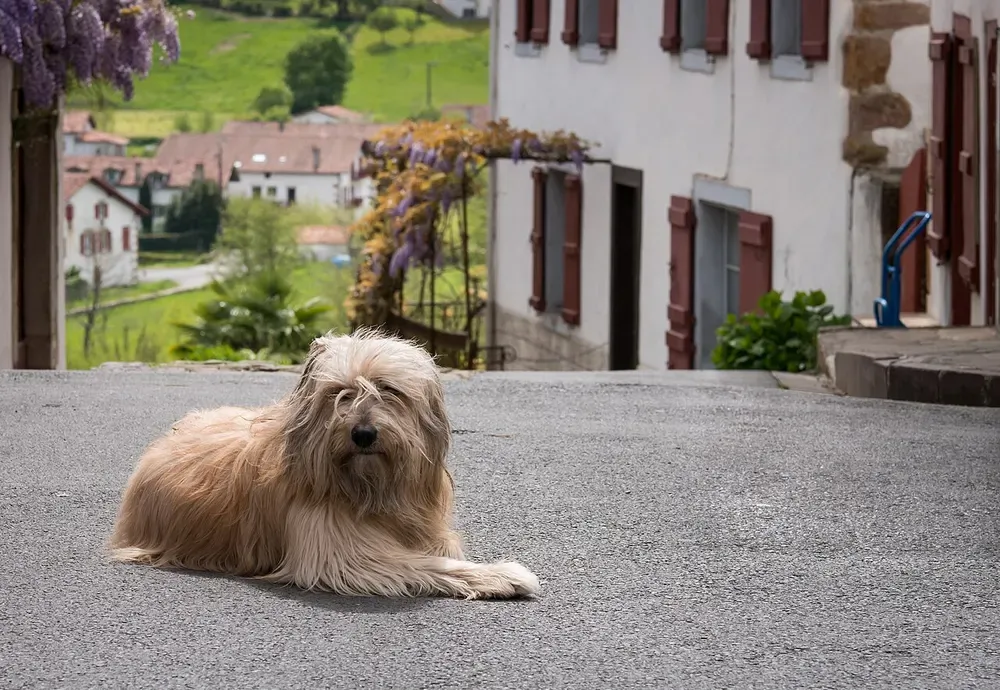 Gos d'atura català (perro de pastor catalán): foto 1