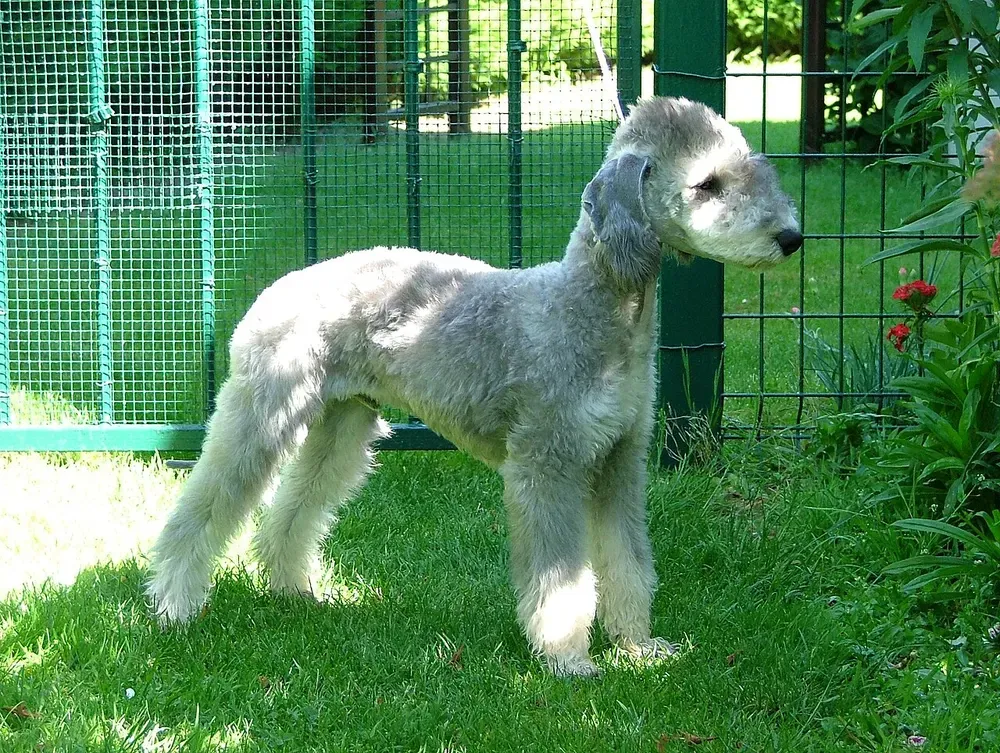 Bedlington terrier: foto 1