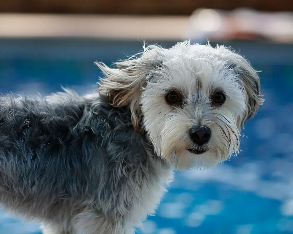 Morkie: foto 1