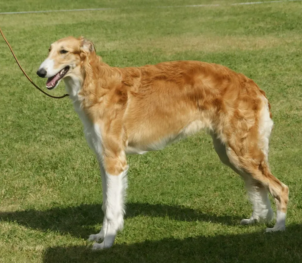 Borzoi (lebrel ruso): foto 1