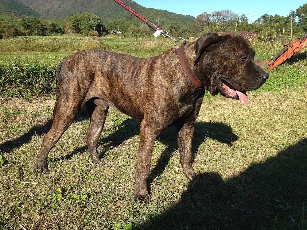 Presa canario: foto 1