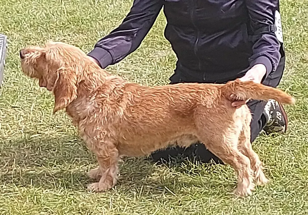 Basset leonado de Bretaña: foto 1