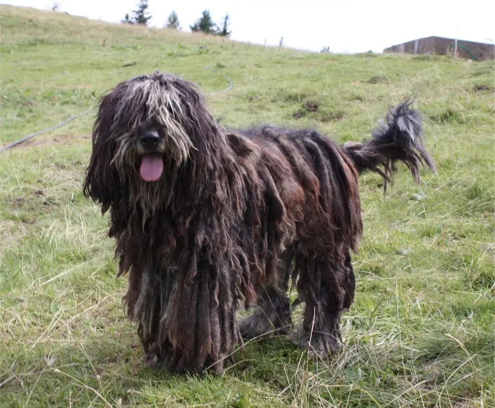 Pastor bergamasco: foto 1