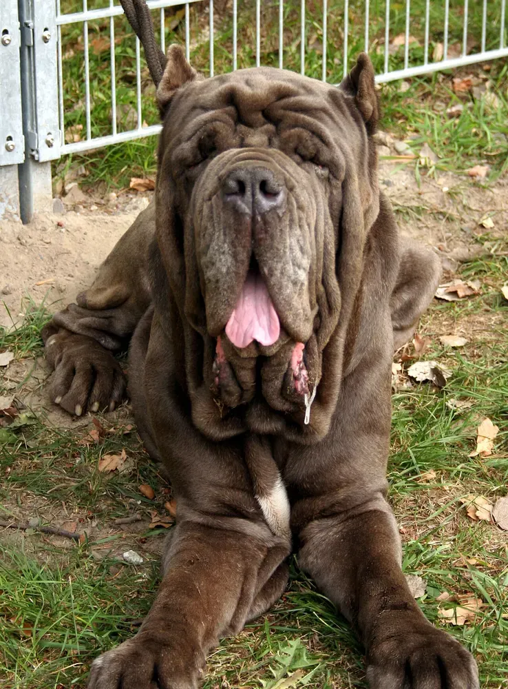 Mastín napolitano: foto 1