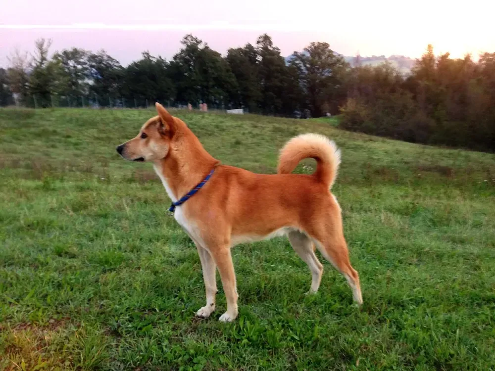 Perro de Canaán: foto 1