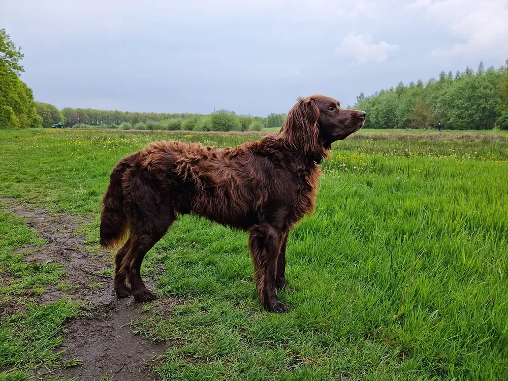 Perro de muestra alemán de pelo largo: foto 1