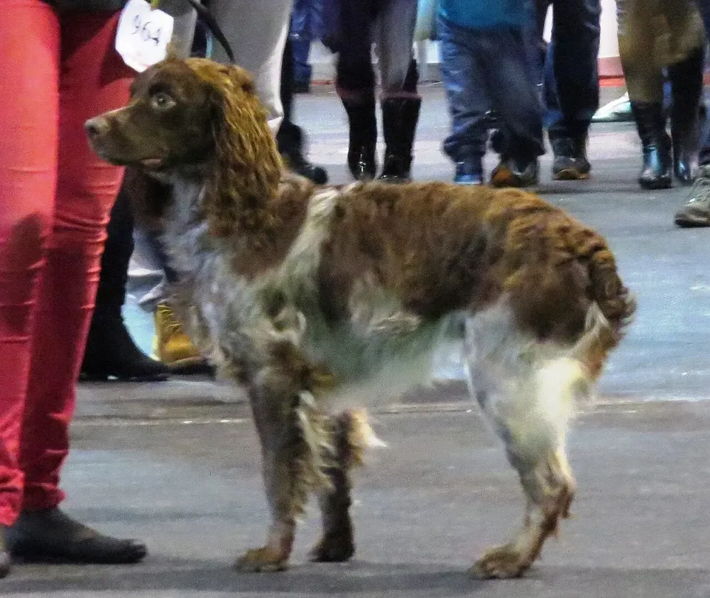 Spaniel de Pont-Audemer: foto 1
