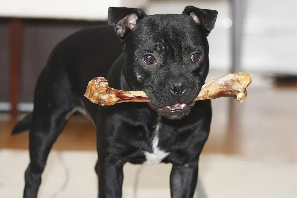 Staffordshire bull terrier: foto 1