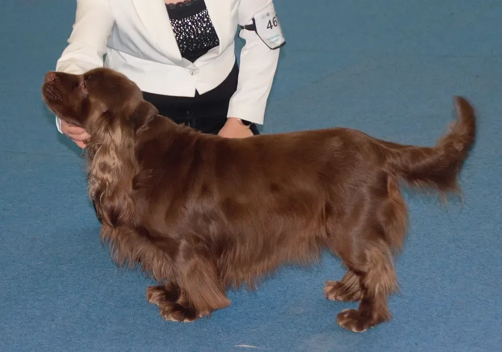 Sussex spaniel: foto 1